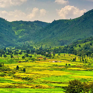 Vehicle Fleet - Multiple Options Available Locally